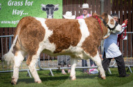 South of England Show 2023 at Ardingly, West Sussex, UK.
