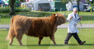 South of England Show 2023 at Ardingly, West Sussex, UK.