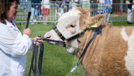South of England Show 2023 at Ardingly, West Sussex, UK.