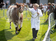South of England Show 2023 at Ardingly, West Sussex, UK.