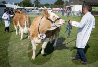 South of England Show 2023 at Ardingly, West Sussex, UK.