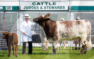 South of England Show 2023 at Ardingly, West Sussex, UK.