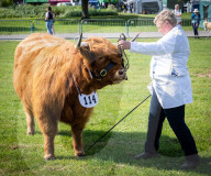 South of England Show 2023 at Ardingly, West Sussex, UK.