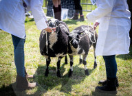 South of England Show 2023 at Ardingly, West Sussex, UK.