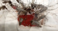 Scientists engineer a human like tissue in war against disease carrying mosquitoes.               