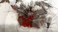 Scientists engineer a human like tissue in war against disease carrying mosquitoes.               