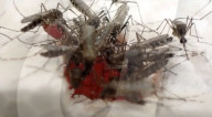 Scientists engineer a human like tissue in war against disease carrying mosquitoes.               