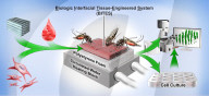 Scientists engineer a human like tissue in war against disease carrying mosquitoes.               