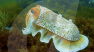 Pattern changing robot cuttlefish is a spy in the deep.                         