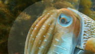 Pattern changing robot cuttlefish is a spy in the deep.                         