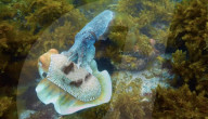 Pattern changing robot cuttlefish is a spy in the deep.                         