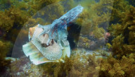 Pattern changing robot cuttlefish is a spy in the deep.                         
