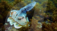 Pattern changing robot cuttlefish is a spy in the deep.                         