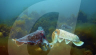 Pattern changing robot cuttlefish is a spy in the deep.                         