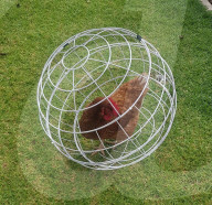 Chicken Orb prevents pet birds damaging gardens.                        