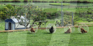 Chicken Orb prevents pet birds damaging gardens.                        