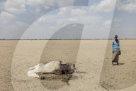 'You can see camel carcasses all over': rural Kenyans face tough new battle with predators