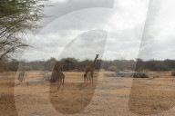 'You can see camel carcasses all over': rural Kenyans face tough new battle with predators