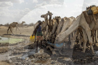 'You can see camel carcasses all over': rural Kenyans face tough new battle with predators