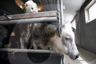 Farmers on frontline as Dutch divided by war on nitrogen pollution