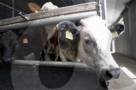 Farmers on frontline as Dutch divided by war on nitrogen pollution