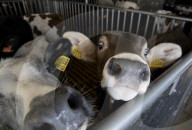Farmers on frontline as Dutch divided by war on nitrogen pollution