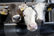Farmers on frontline as Dutch divided by war on nitrogen pollution