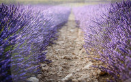 FEATURE - Lavendel-Ernte in Brihuega (Guadalajara), Spanien