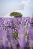 FEATURE - Lavendel-Ernte in Brihuega (Guadalajara), Spanien