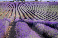 FEATURE - Lavendel-Ernte in Brihuega (Guadalajara), Spanien