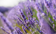 FEATURE - Lavendel-Ernte in Brihuega (Guadalajara), Spanien
