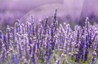 FEATURE - Lavendel-Ernte in Brihuega (Guadalajara), Spanien