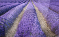 FEATURE - Lavendel-Ernte in Brihuega (Guadalajara), Spanien