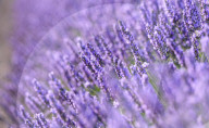 FEATURE - Lavendel-Ernte in Brihuega (Guadalajara), Spanien