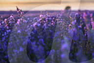FEATURE - Lavendel-Ernte in Brihuega (Guadalajara), Spanien