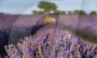 FEATURE - Lavendel-Ernte in Brihuega (Guadalajara), Spanien