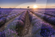 FEATURE - Lavendel-Ernte in Brihuega (Guadalajara), Spanien