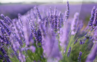 FEATURE - Lavendel-Ernte in Brihuega (Guadalajara), Spanien