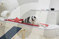 MRI scans show dog brains regard humans just like their own species.             