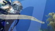 Underwater reading glasses bring the deep into focus.              