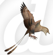 Feather molting clue to why ancestors of modern birds survived mass dinosaur era extinction.              