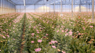 AI drones zap flying pets in industrial greenhouses.                      