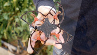 AI drones zap flying pets in industrial greenhouses.                      