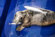 Pup patrol: saving lives at a seal sanctuary on Cornwall's coast