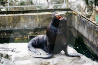 Pup patrol: saving lives at a seal sanctuary on Cornwall's coast