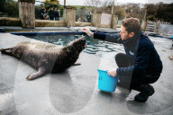 Pup patrol: saving lives at a seal sanctuary on Cornwall's coast