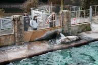 Pup patrol: saving lives at a seal sanctuary on Cornwall's coast