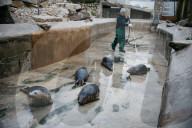 Pup patrol: saving lives at a seal sanctuary on Cornwall's coast