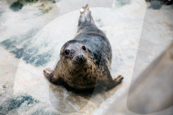 Pup patrol: saving lives at a seal sanctuary on Cornwall's coast
