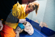 Pup patrol: saving lives at a seal sanctuary on Cornwall's coast